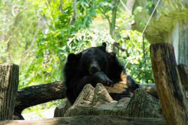 Ayı bir ağaçta uyuyor. Hayvanat bahçesinde hayvan kavramı