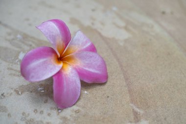 Tropikal çiçekler Frangipani Plumeria, Suda yüzen Leelawadee. Spa havuzu. Barış ve huzur. Spa konsepti.