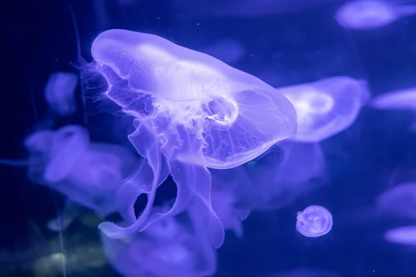 blue Sea Moon Jellyfish on a black background, close up