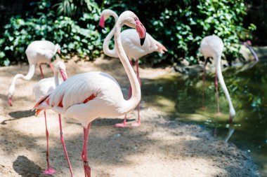 Gölde pembe flamingolar. Tayland hayvanat bahçesinde hayvan kavramı