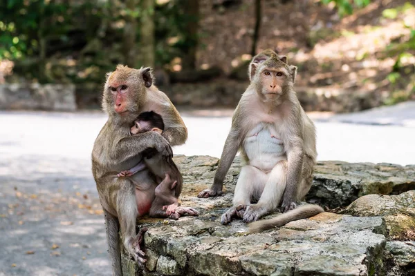 family of monkeys. The concept of animals at the zoo in Thailand