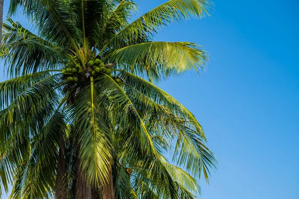 Пальмовые листья в небе. Пальмовые листья в море с синим небом . — стоковое фото