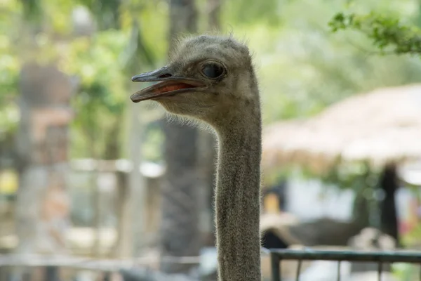 Ostrich. The concept of animals at the zoo in Thailand