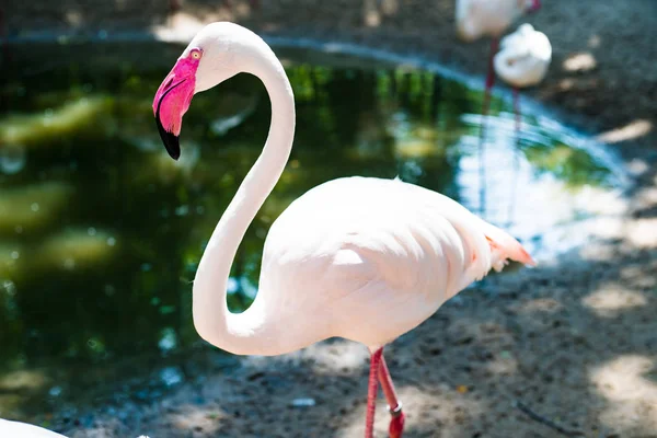 Roze flamingo's op het meer. Het concept van dieren in de dierentuin — Stockfoto