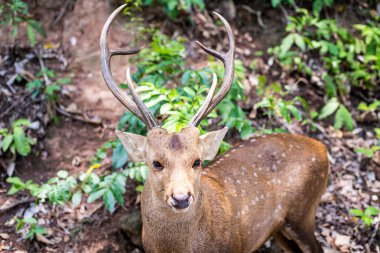 çim ve bitkilerde güzel fawn. Hayvanat bahçesinde konsept hayvanlar