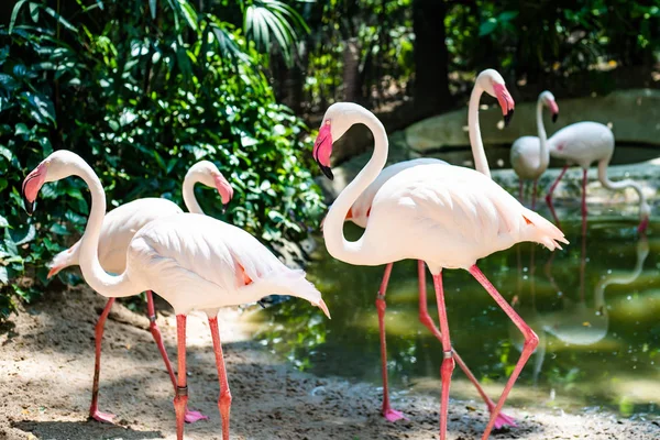 Pink flamingos on the lake. The concept of animals at the zoo — Stock Photo, Image