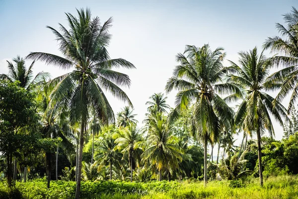 Красивые пальмы с великолепной короной на фоне голубого неба, концепция отдыха. Палм-Гроув на острове. Прибрежная лужайка под пальмой. Обои пальмы с большими зелеными листьями . — стоковое фото