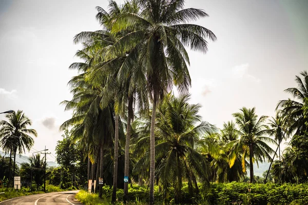 Дорога среди пальм. В ясную погоду среди джунглей и пальм на тропическом острове лежит дорога . — стоковое фото