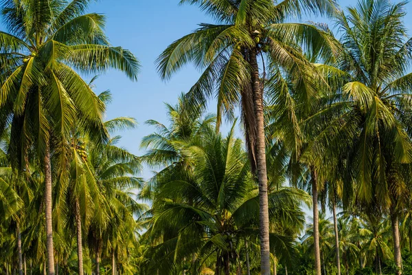 Красивые пальмы с великолепной короной на фоне голубого неба, концепция отдыха. Палм-Гроув на острове. Прибрежная лужайка под пальмой. Обои пальмы с большими зелеными листьями . — стоковое фото