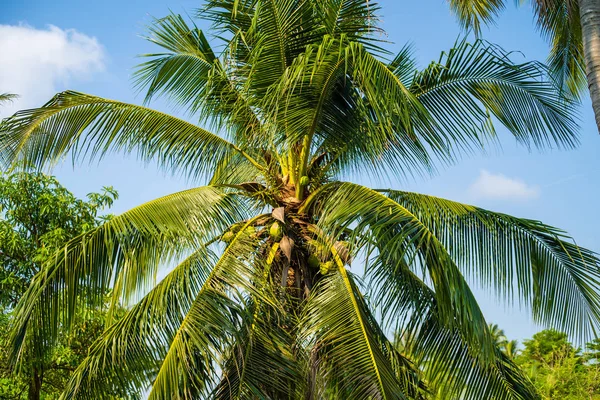 Фон изображения кокосового зеленого пальмы на голубом небе . — стоковое фото