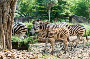 Hayvanat bahçesindeki zebra. Doğada parkta. Hayvanat bahçesi hayvanları kavramı.