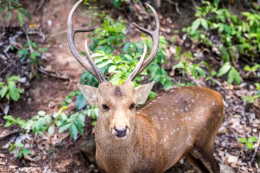 güzel fawn. Hayvanat bahçesinde konsept hayvanlar