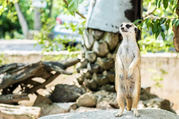 Süßer Mungo. das Konzept der Tiere im Zoo. — Stockfoto