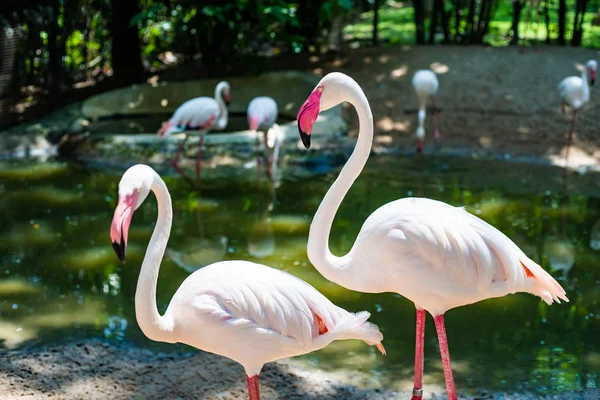 Roze flamingo's op het meer. Het concept van dieren in de dierentuin — Stockfoto