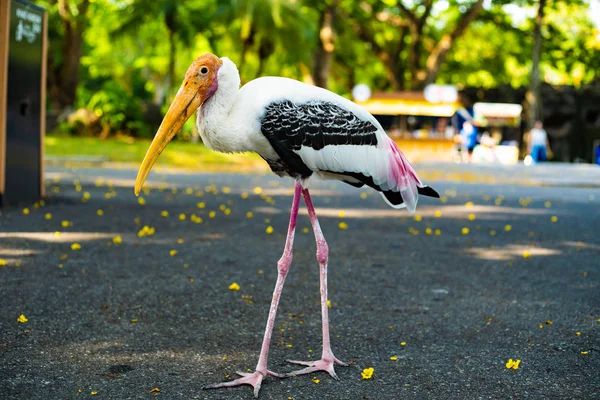 Stork in de dierentuin. Concept dieren en vogels in de dierentuin — Stockfoto