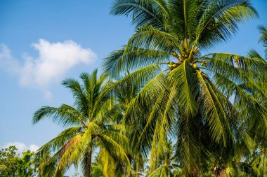 Palmiye gökyüzünde yapraklar. Palmiye mavi gökyüzü ile denizde bırakır.