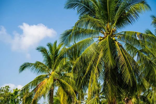 Palmiye gökyüzünde yapraklar. Palmiye mavi gökyüzü ile denizde bırakır.