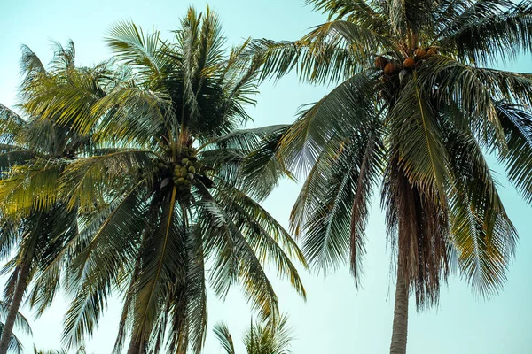 Винтажные тонированные пальмовые деревья, концепция отдыха. Палм-Гроув на острове. Прибрежная лужайка под пальмой. Обои пальмы с большими зелеными листьями . — стоковое фото