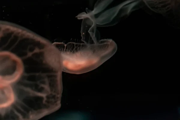 Sea Moon Jellyfish on a black background, close up