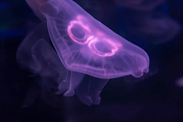 purple Sea Moon Jellyfish on a black background, close up