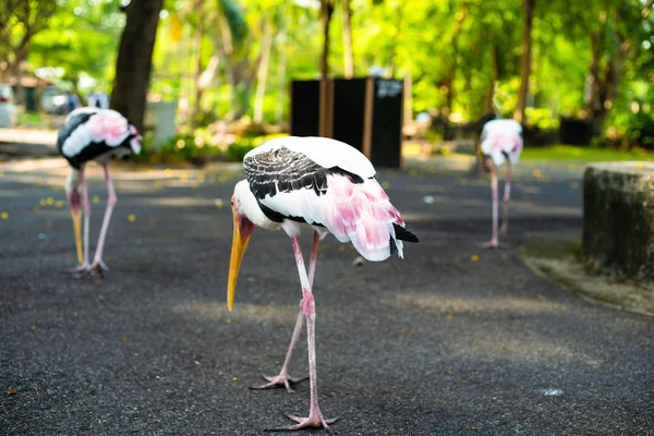 Stork in de dierentuin. Concept dieren en vogels in de dierentuin — Stockfoto