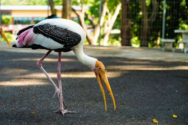 Stork in de dierentuin. Concept dieren en vogels in de dierentuin — Stockfoto