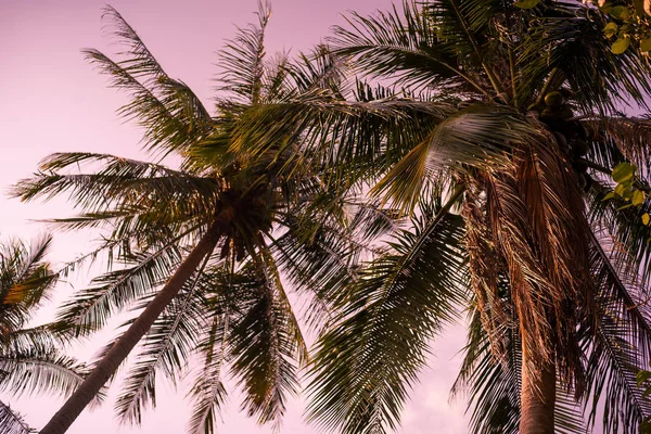 Фон изображения кокосового дерева на закате неба . — стоковое фото