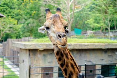 yeşil doğa arka plan zürafa portresi. Tayland hayvanat bahçesinde hayvan kavramı