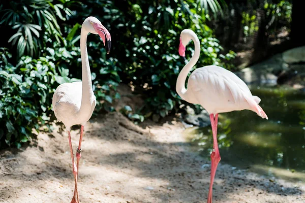 Roze flamingo's op het meer. Het concept van dieren in de dierentuin — Stockfoto
