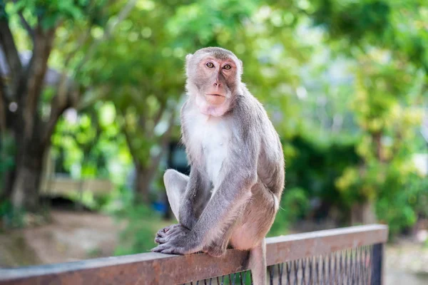 A pensive lonely monkey sits on a fence in the shade of a tree. The concept of animals in the zoo. — Stock Photo, Image