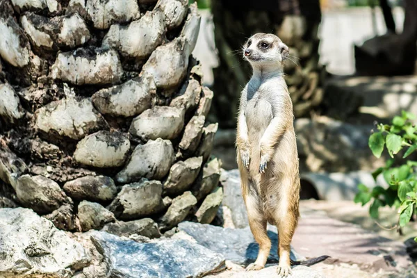 Süßer Mungo. das Konzept der Tiere im Zoo. — Stockfoto