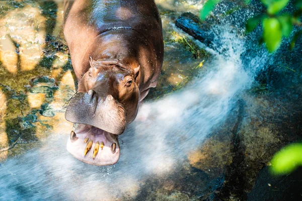 Hippopotamus az állatkertben. Koncepció állatok az állatkertben — Stock Fotó