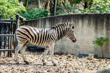 Hayvanat bahçesindeki zebra. Doğada parkta. Hayvanat bahçesi hayvanları kavramı.