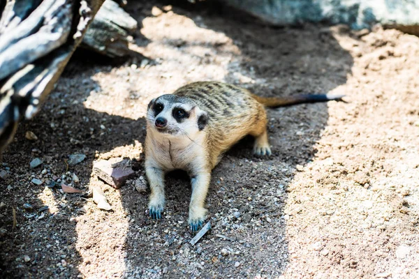 Süßer Mungo. das Konzept der Tiere im Zoo. — Stockfoto