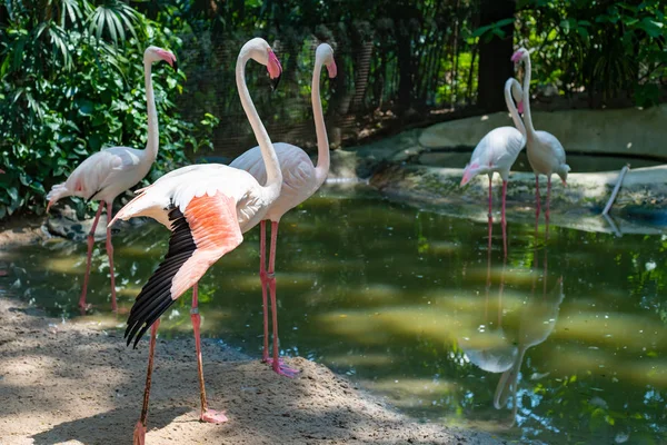 Roze flamingo's op het meer. Het concept van dieren in de dierentuin in Thailand — Stockfoto