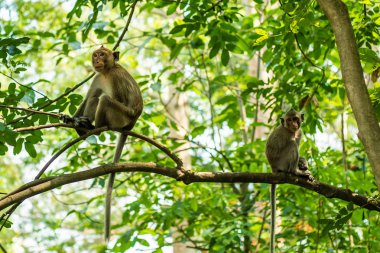 İki maymun. Geri geri bir çatı üzerinde oturan ve uzağa bakıyor. birbirlerine rahatsız.