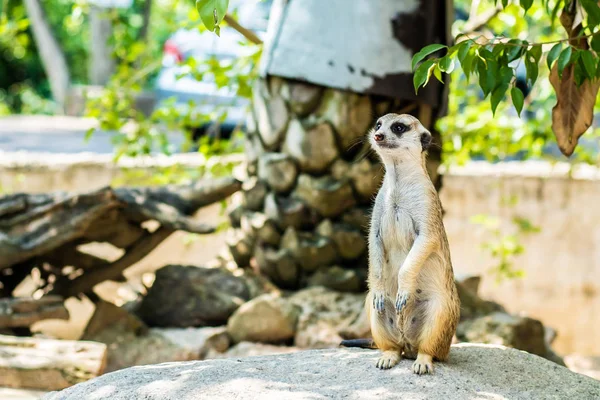 Doce mangusto. O conceito de animais no zoológico . — Fotografia de Stock