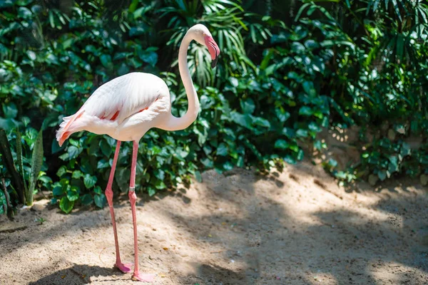 Pink flamingos on the lake. The concept of animals at the zoo — Stock Photo, Image