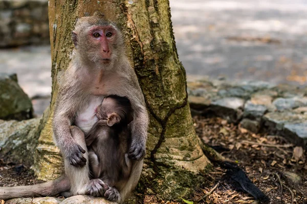 Baby monkey eating milk from the mother. A family of monkeys. The concept of animals at the zoo in Thailand — Stock Photo, Image