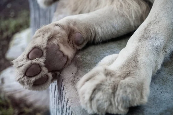 Pfote des Löwen mit Pads, Nahaufnahme. Konzept der Tiere im Zoo. — Stockfoto