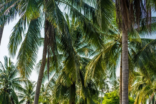 Piękne palmy z wspaniałą koronę na tle błękitnego nieba, koncepcja wakacji. Gaj palmowy na wyspie. Przybrzeżny trawnik pod palmami. Tapeta palmy z dużymi zielonymi liśćmi. — Zdjęcie stockowe