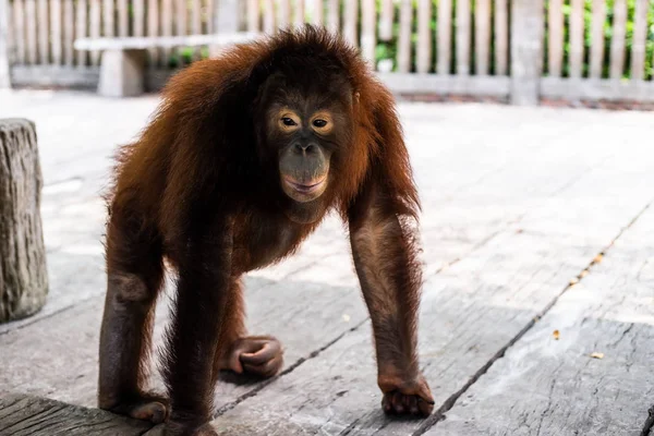 Sumatran orangutan. Portrait of an orangutan. Zoo animals concept