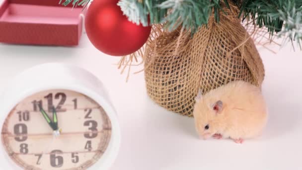 Крыса с красочными рождественскими шарами и елкой, символом нового 2020 года. Концепция Нового года — стоковое видео