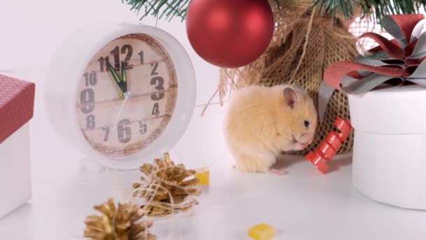 Nytt år koncept. Söt vit inhemsk råtta i ett nytt år dekor. Årets symbol 2020 är en råtta. — Stockvideo