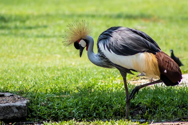 Crane incoronato con il suo soffice ciuffo giallo. Nel parco nella natura. Concetto di animali zoo . — Foto Stock