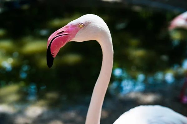 Flingos cor-de-rosa no lago. O conceito de animais no zoológico na Tailândia — Fotografia de Stock