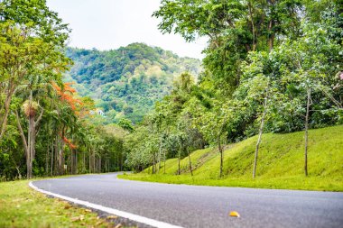 Asfalt yol ile yol işaretleri arasında orman ve muz iniş, Tayland