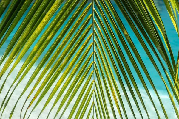 Close up of green palm leaf on blue background. Summer vacation, holiday and tourism concept. Copy space. Close up of green palm leaf on blue background. Summer