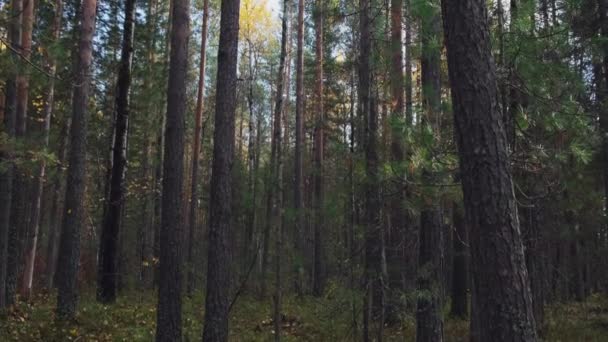 Séta az erdőben. Kellemes őszi időjárás. A napok sugarai játszanak a fák ágai. Titokzatos fenyőerdő — Stock videók