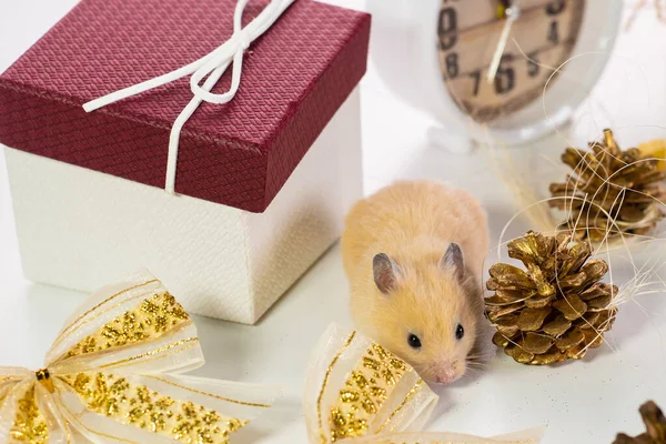 Boldog Új Évet. A szimbólum az új év 2020 egy fehér vagy fém ezüst patkány. A patkány egy ajándékdobozból térképezi fel. Meglepetés. — Stock Fotó